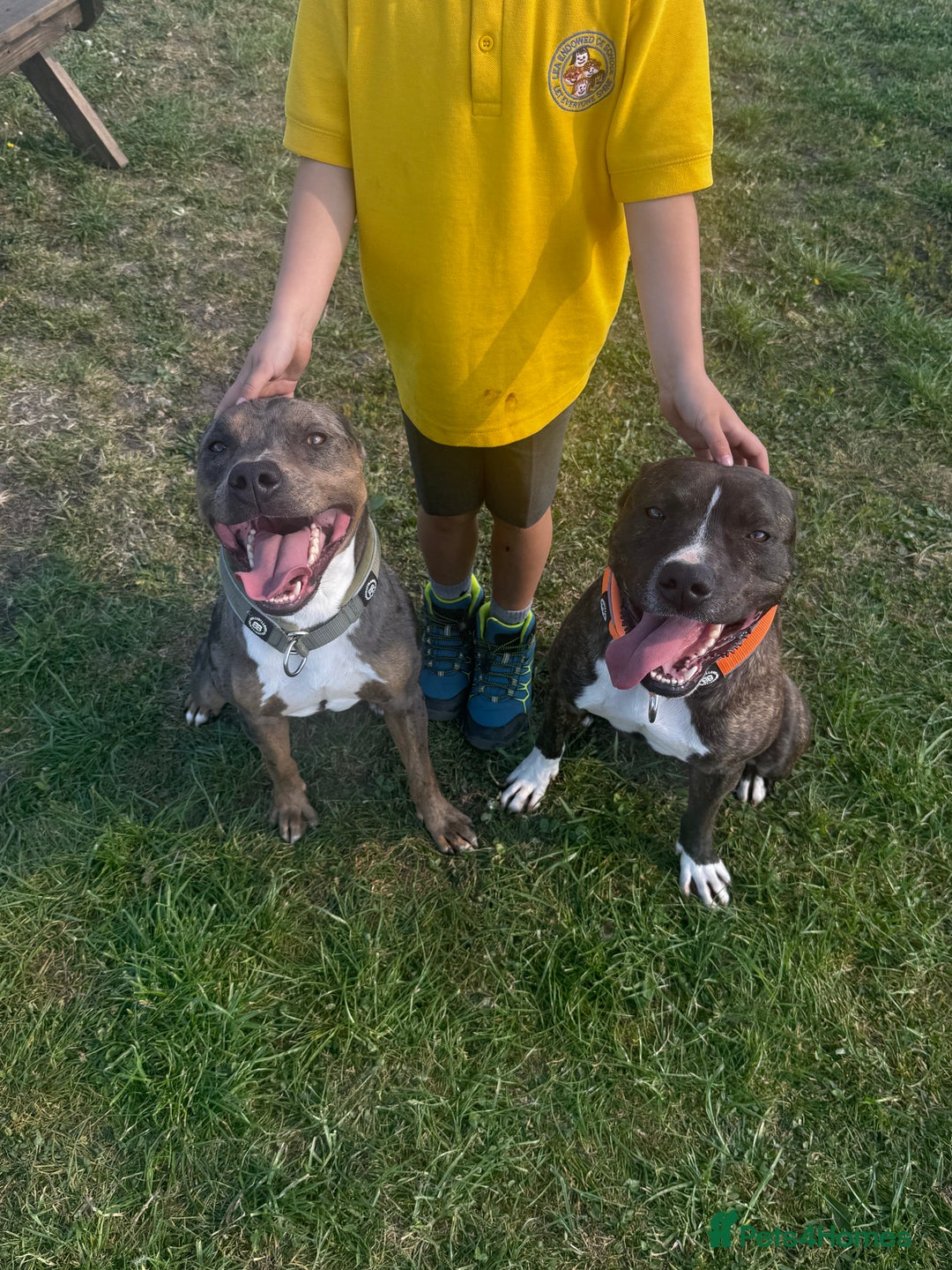 Mixed Breed dogs for sale: Bennie Staff Cross American Bulldog - Image 3