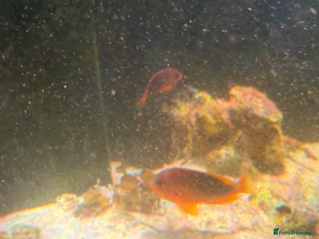 Angelfish fish for sale: mature marine tank closure  - Advert 16