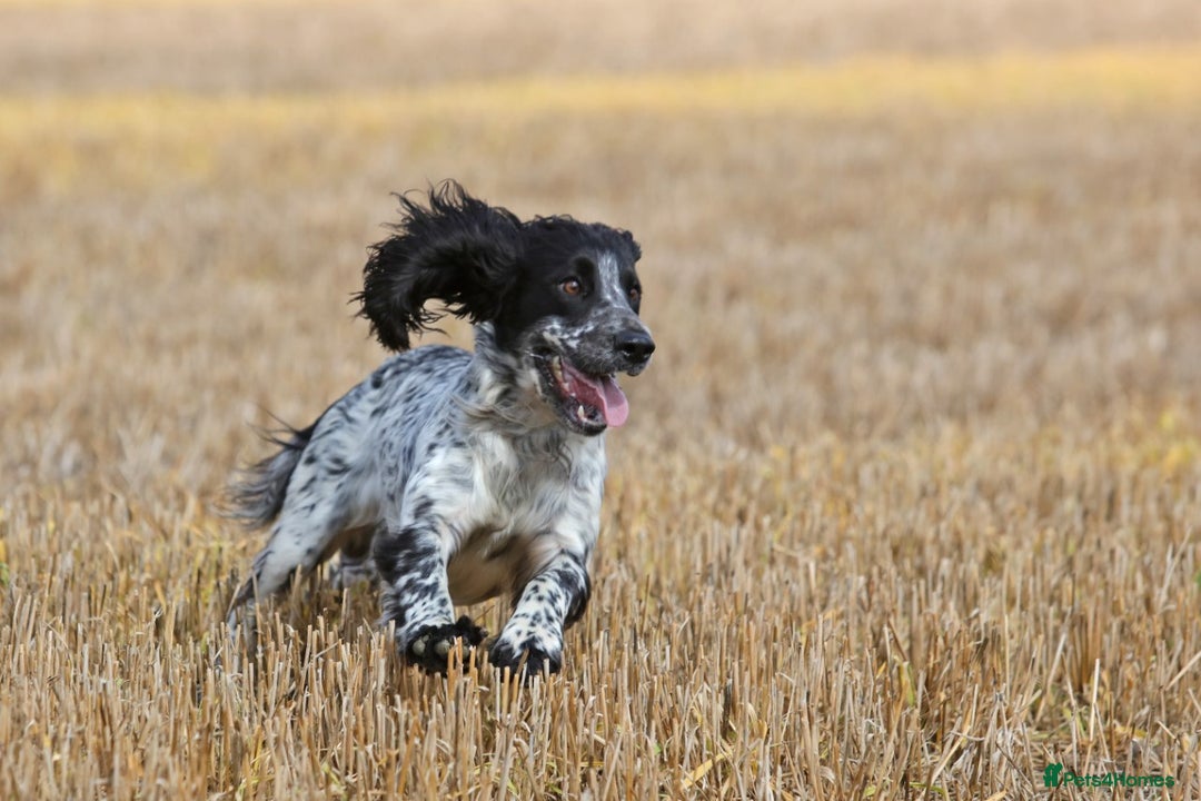 Cocker Spaniel dogs for stud: Fully DNA Health tested, Hip scored Cocker stud in Alton - Image 5