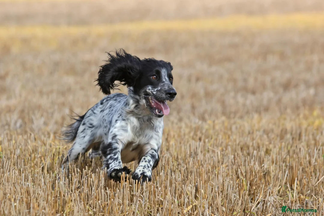 Cocker Spaniel dogs for stud: Fully DNA Health tested, Hip scored Cocker stud in Alton - Advert 5