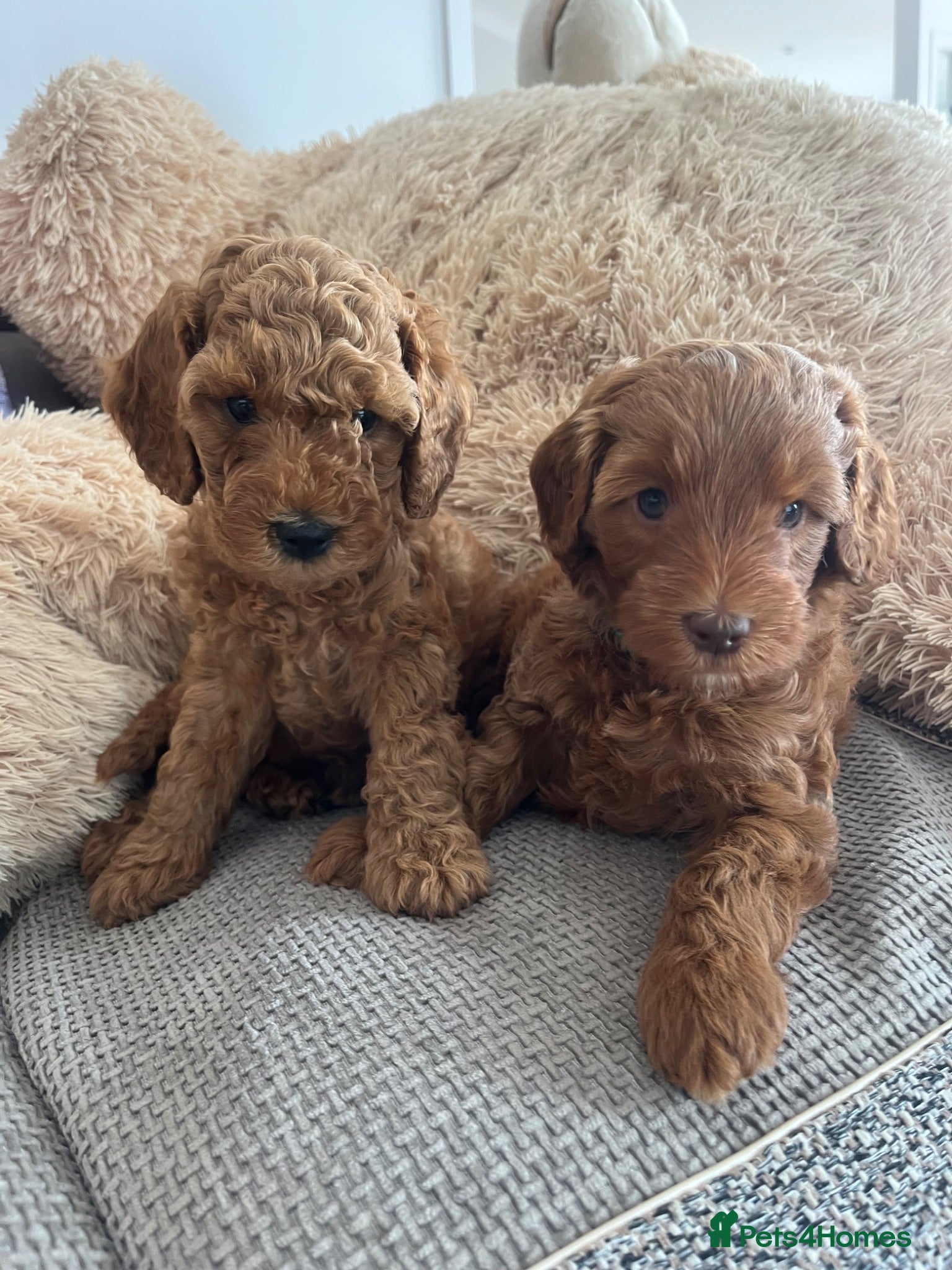 Cockapoo dogs Stunning Cockapoo Puppies - Advert 1