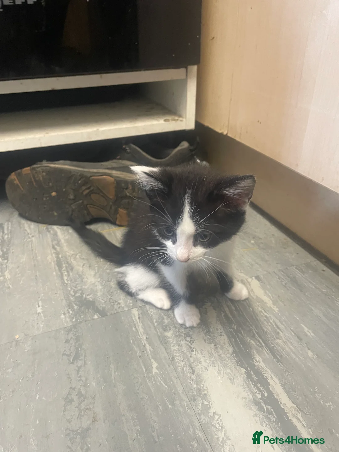 British Shorthair cats for sale: British shorthair kittens - Advert 3