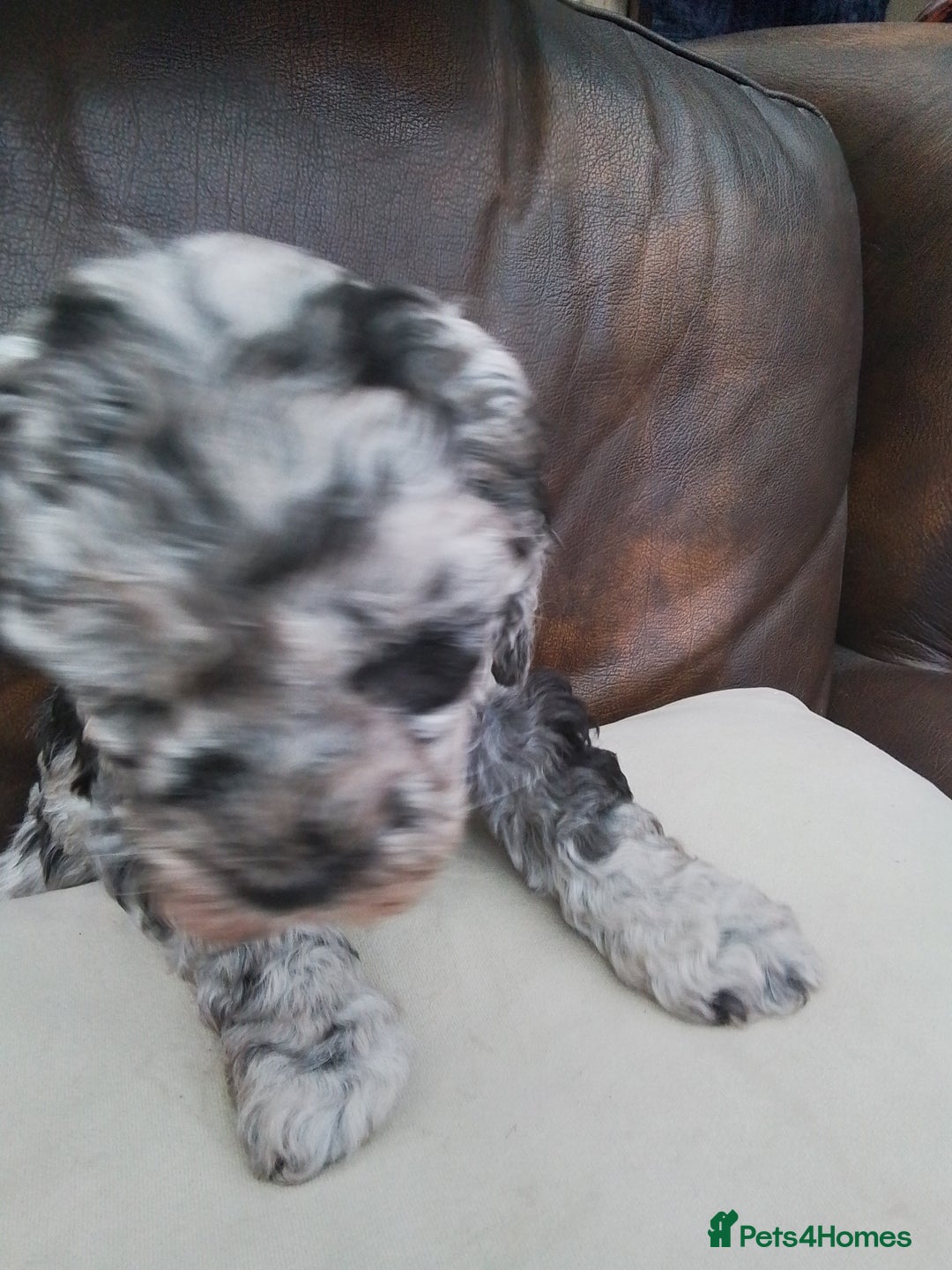 Cockapoo dogs for sale: Stunning cockapoo puppies f1b - Advert 5