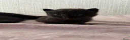 British Longhair cats for sale: 3 gorgeous black male kittens available  - Advert 5