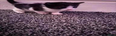 Ragdoll Kitten 1