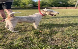 Mixed Breed dogs for sale: Foxypoo puppies for sale  - Image 2