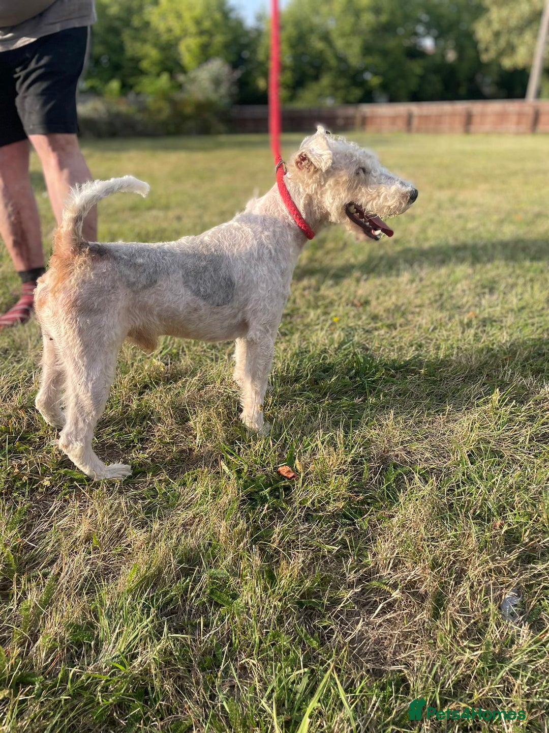 Mixed Breed dogs for sale: Foxypoo puppies for sale  - Image 2