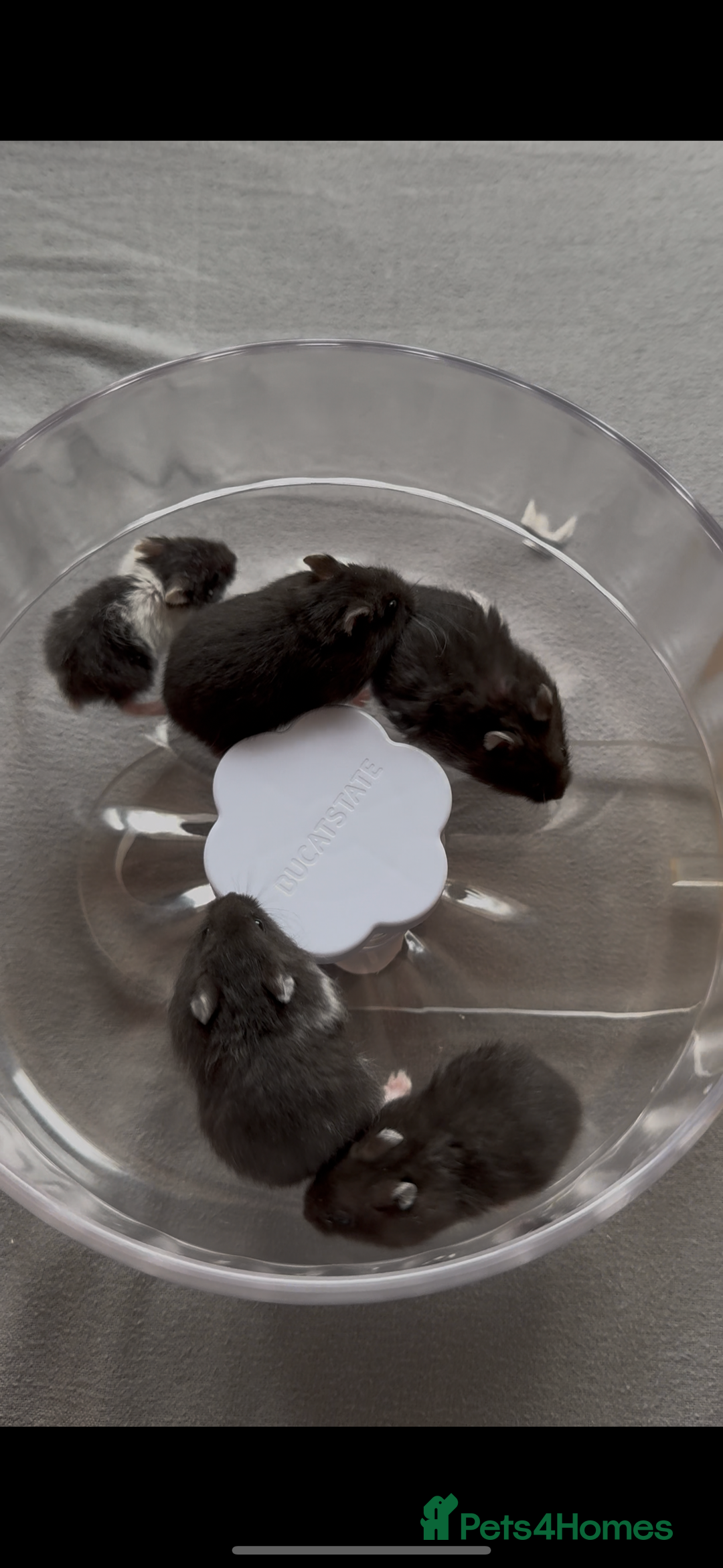 Hamster rodents for sale: Winter White Mix Litter - Image 1