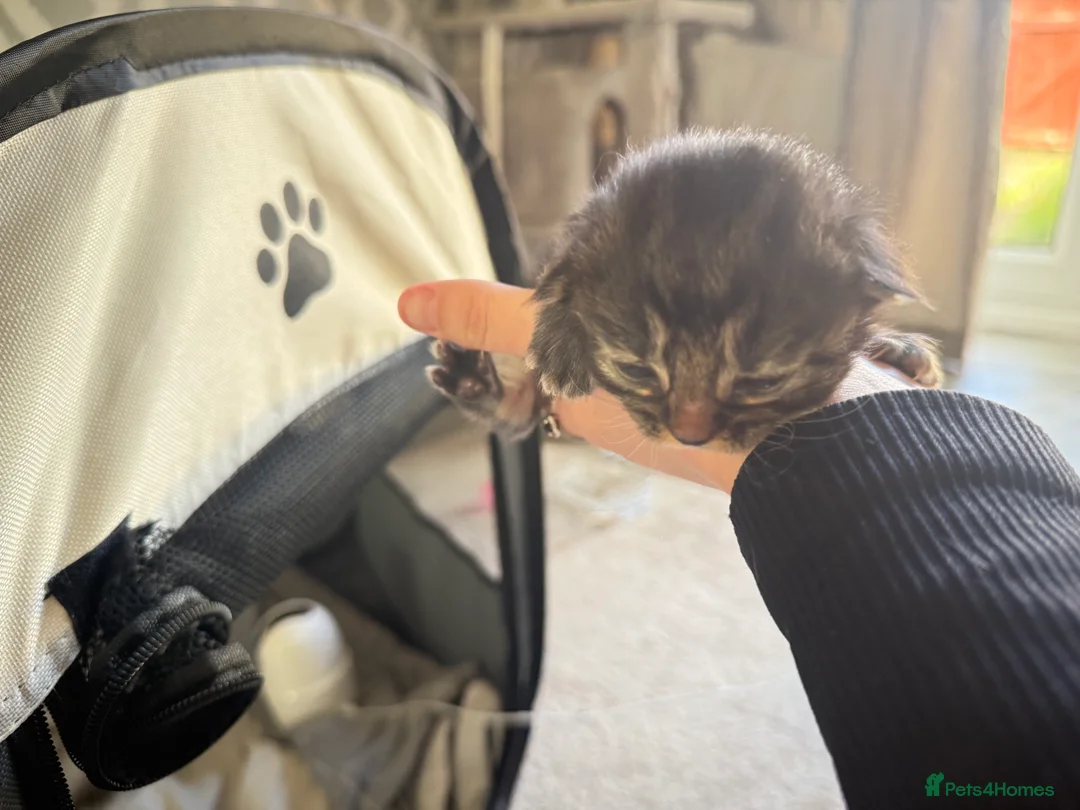 Mixed Breed cats for sale: Maine coon mixed kittens  in Ashford - Advert 2