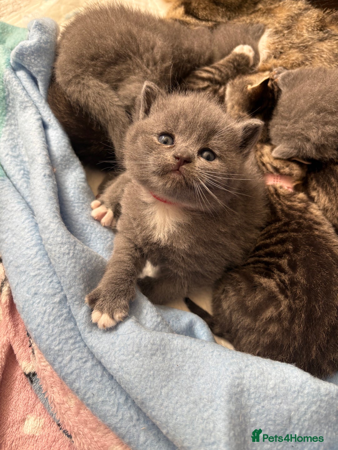 British Shorthair cats for sale: 6 Gorgeous British Shorthairs for sale  - Image 9
