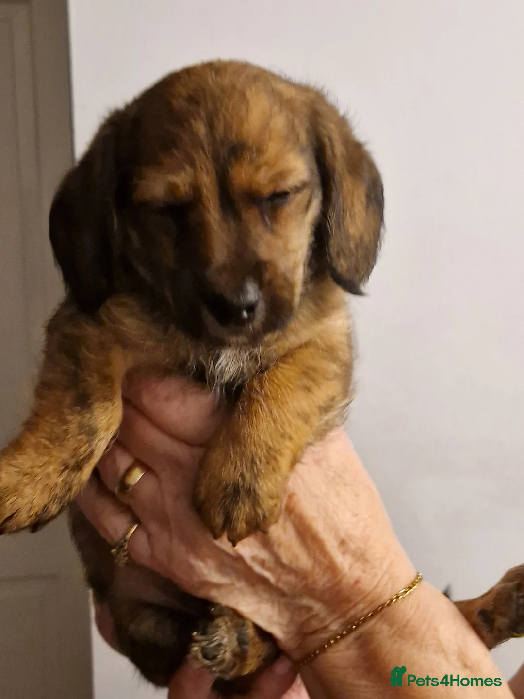 Mixed Breed dogs for sale: Adorable puppies for sale - Advert 8