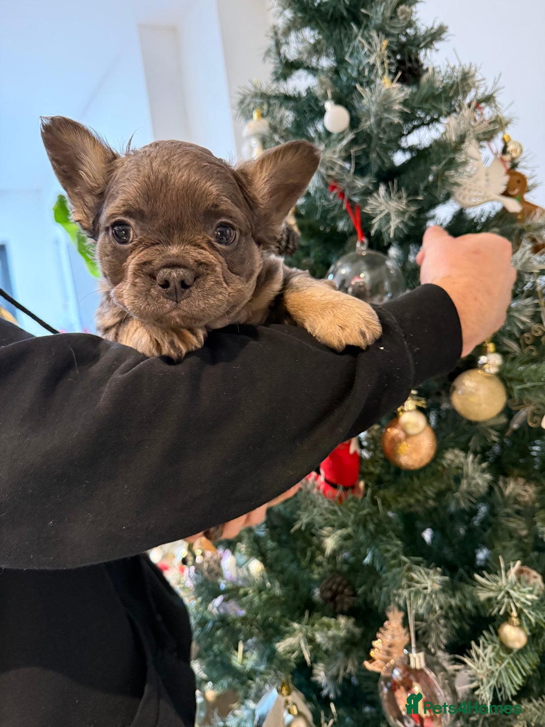 French Bulldog dogs for sale: 8weeks old Fluffy french bulldog puppies - Advert 27