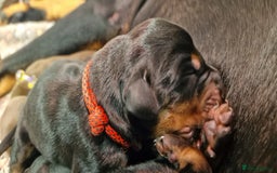 Dobermann dogs for sale: Top line doberman puppies - Image 34