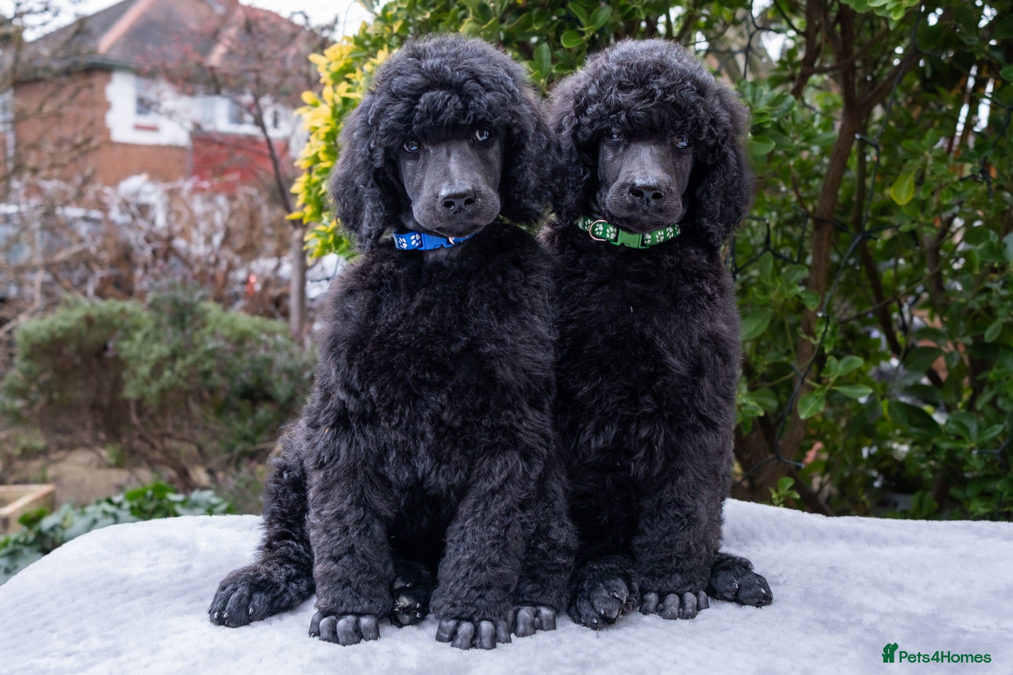 Standard Poodle dogs Outstanding Standard Poodle Puppies - Advert 1