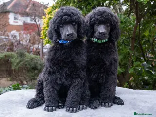 Standard Poodle dogs Outstanding Standard Poodle Puppies - Advert 2