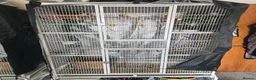 Budgerigars birds for sale: 3x Budgies for sale (including cage)  in London - Advert 3