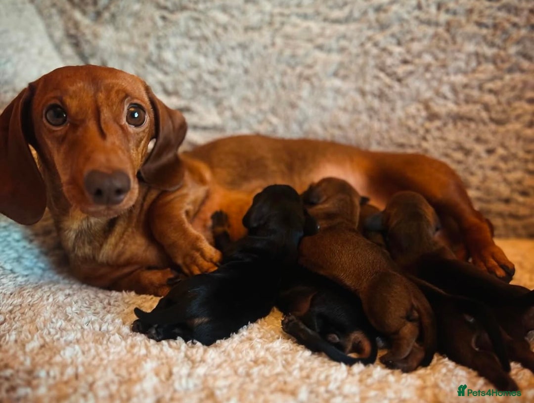 Miniature Dachshund dogs for stud: Champion Sired, Crufts Qualified Shaded Red in Dalry - Image 7