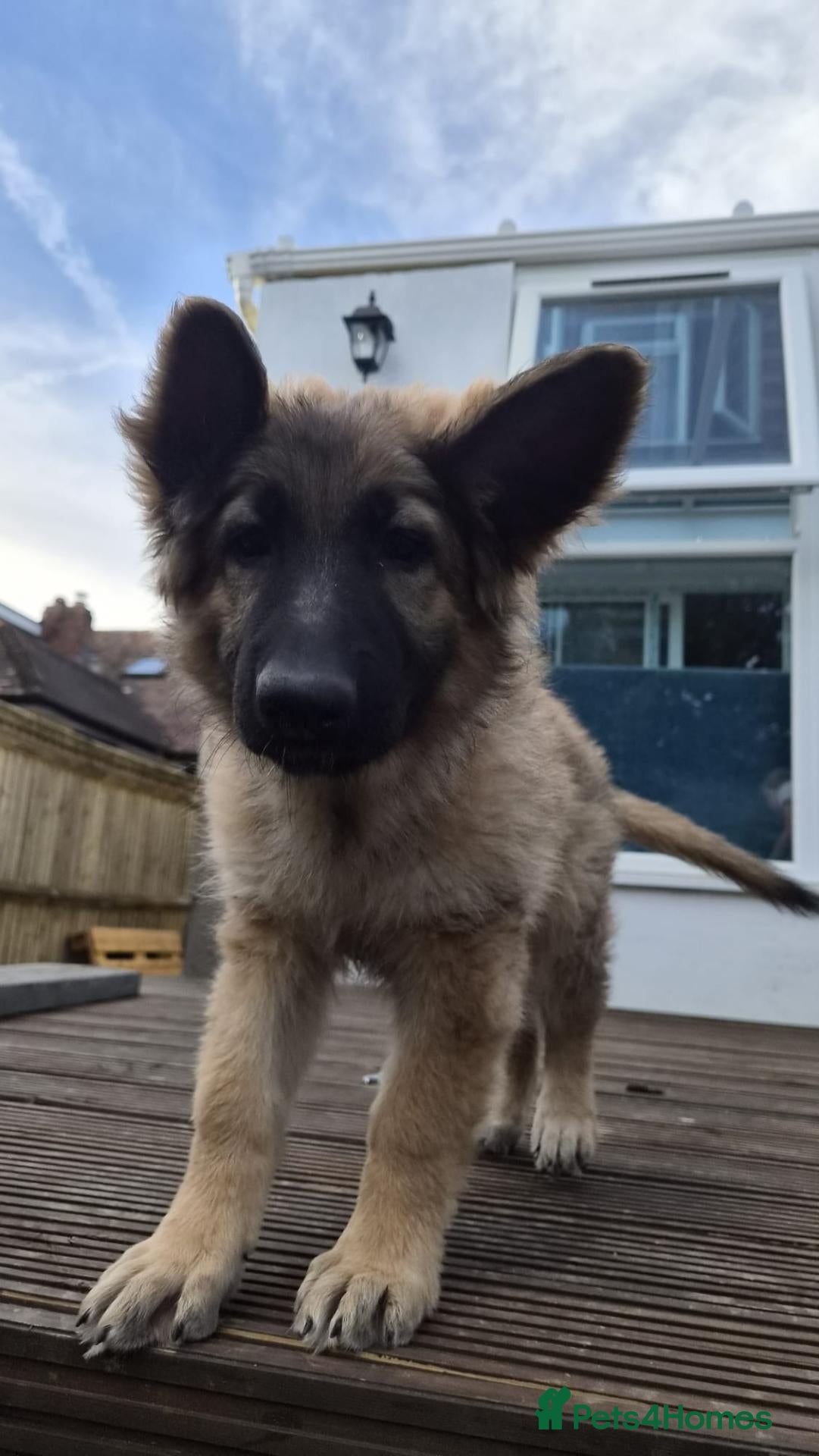 German Shepherd dogs for sale:  Confident & happy GSD looking for her 4ever home - Advert 1