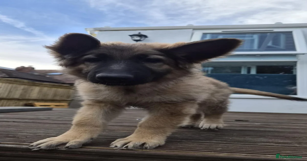German Shepherd Puppies for sale in Rye, East Sussex | Pets4Homes