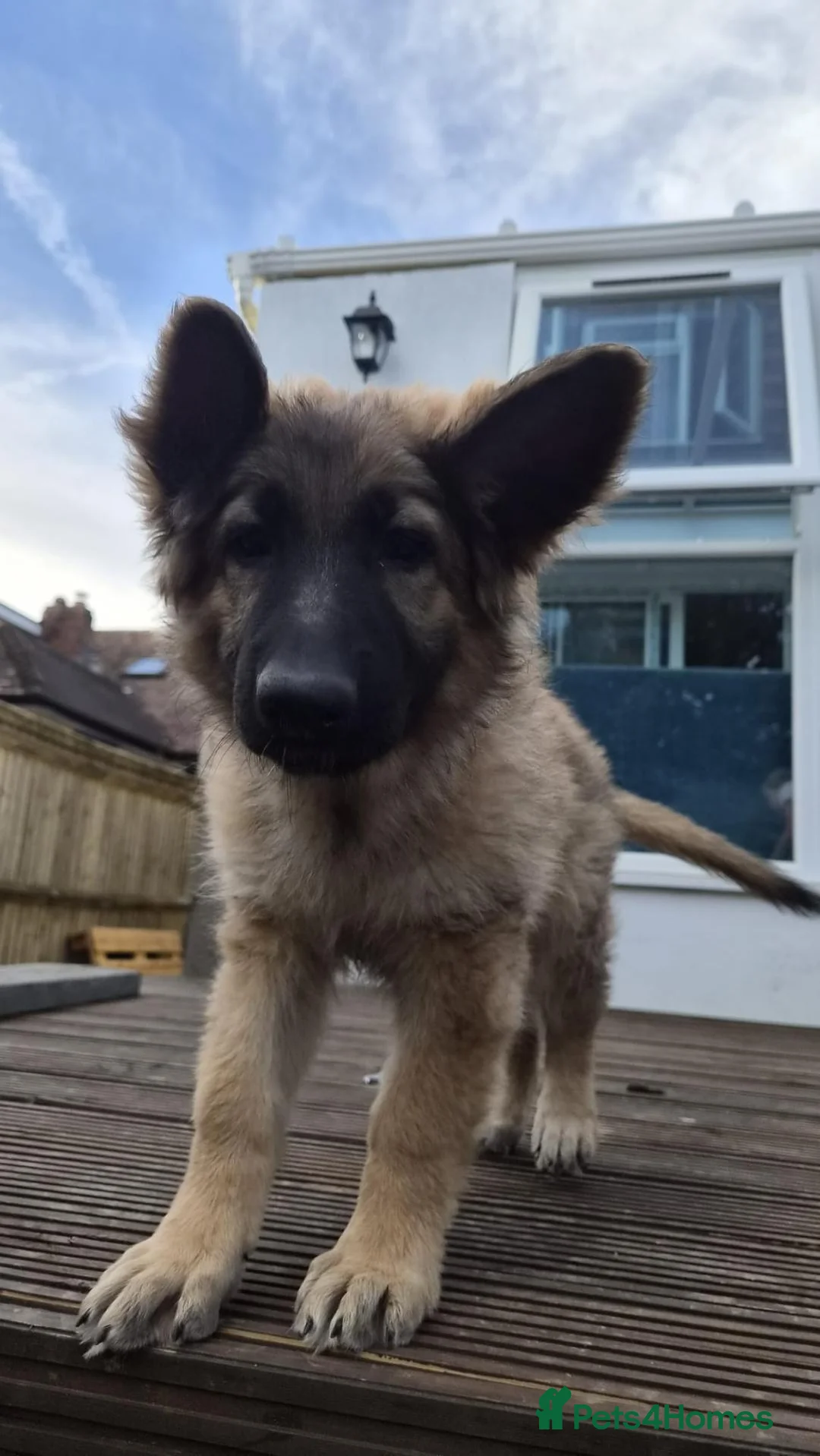 German Shepherd dogs for sale:  Confident & happy GSD looking for her 4ever home - Advert 1