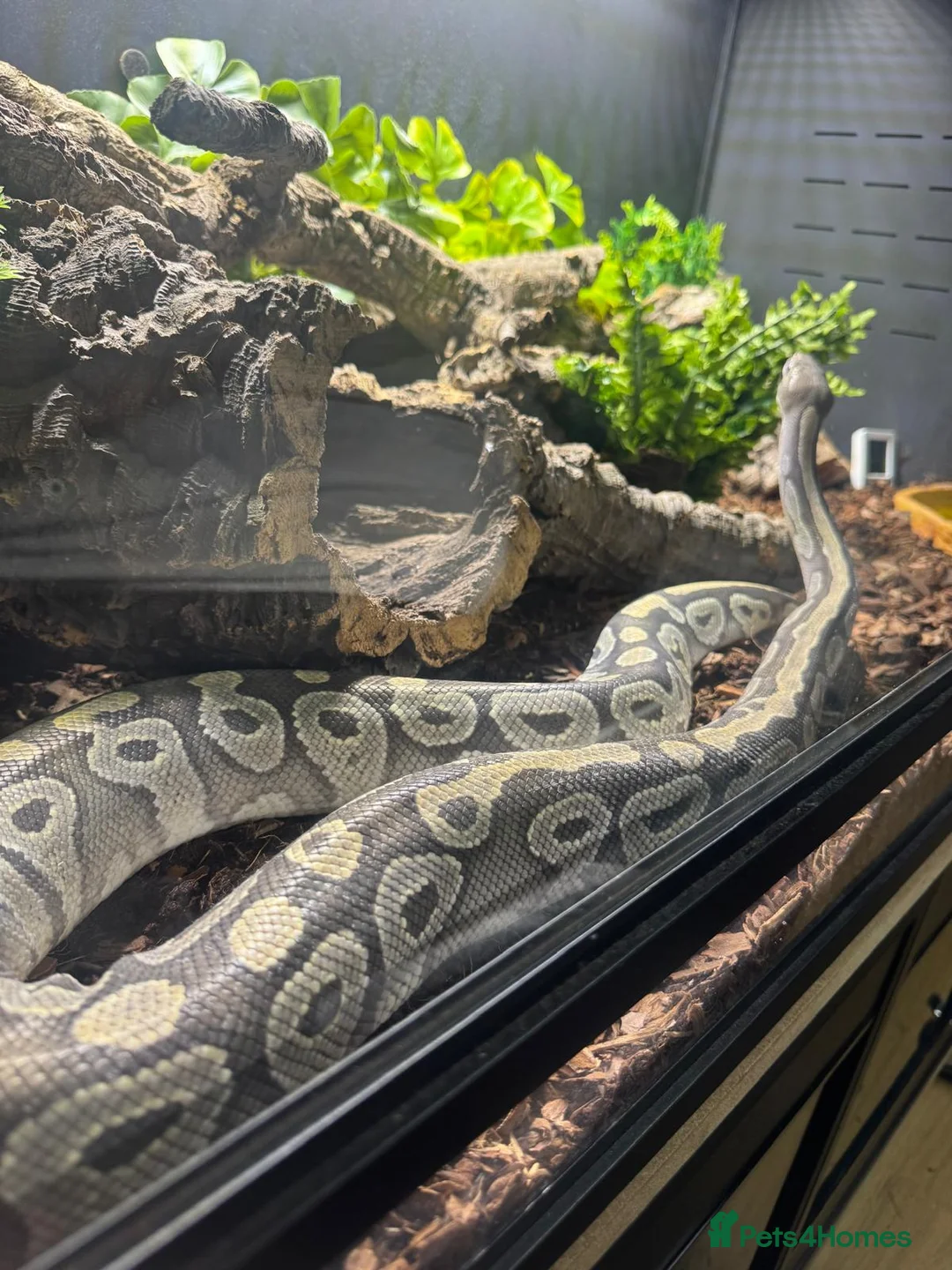Python Snake reptiles for sale: Adult Female Mojave Hypo - Advert 5