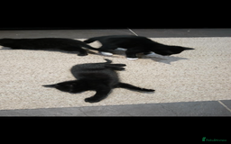 Mixed Breed cats for sale: 5 beautiful kittens  - Image 7