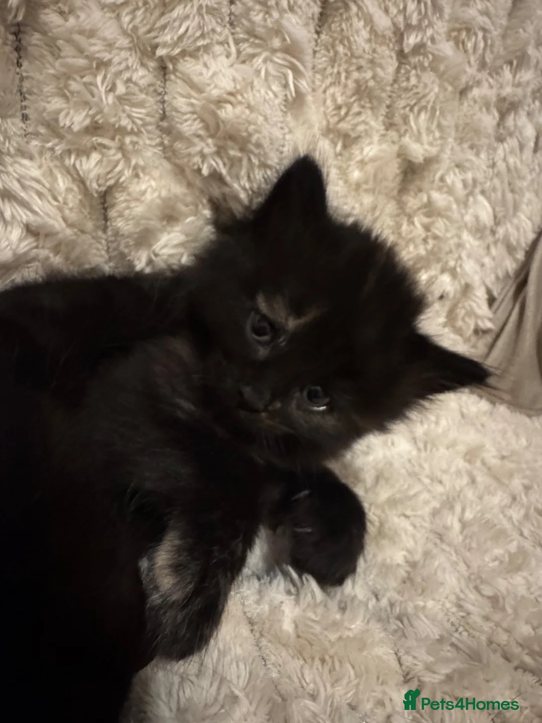 Mixed Breed cats for sale: 4 playful happy fluffy kittens - Advert 2