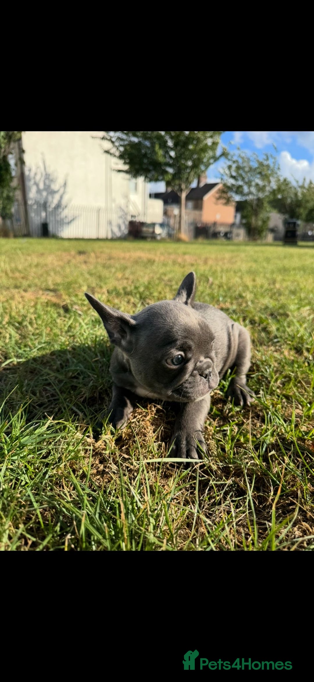 French Bulldog dogs for sale: 2 Adult French bulldogs and 4 Puppies  - Image 10