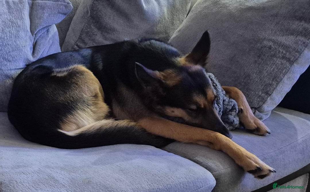 Mixed Breed dogs for sale: Newzealand shepherd  - Image 3