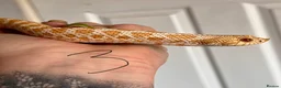 Snake reptiles for sale: Snakes for sale - hognose, milksnake, bullsnake - Advert 1