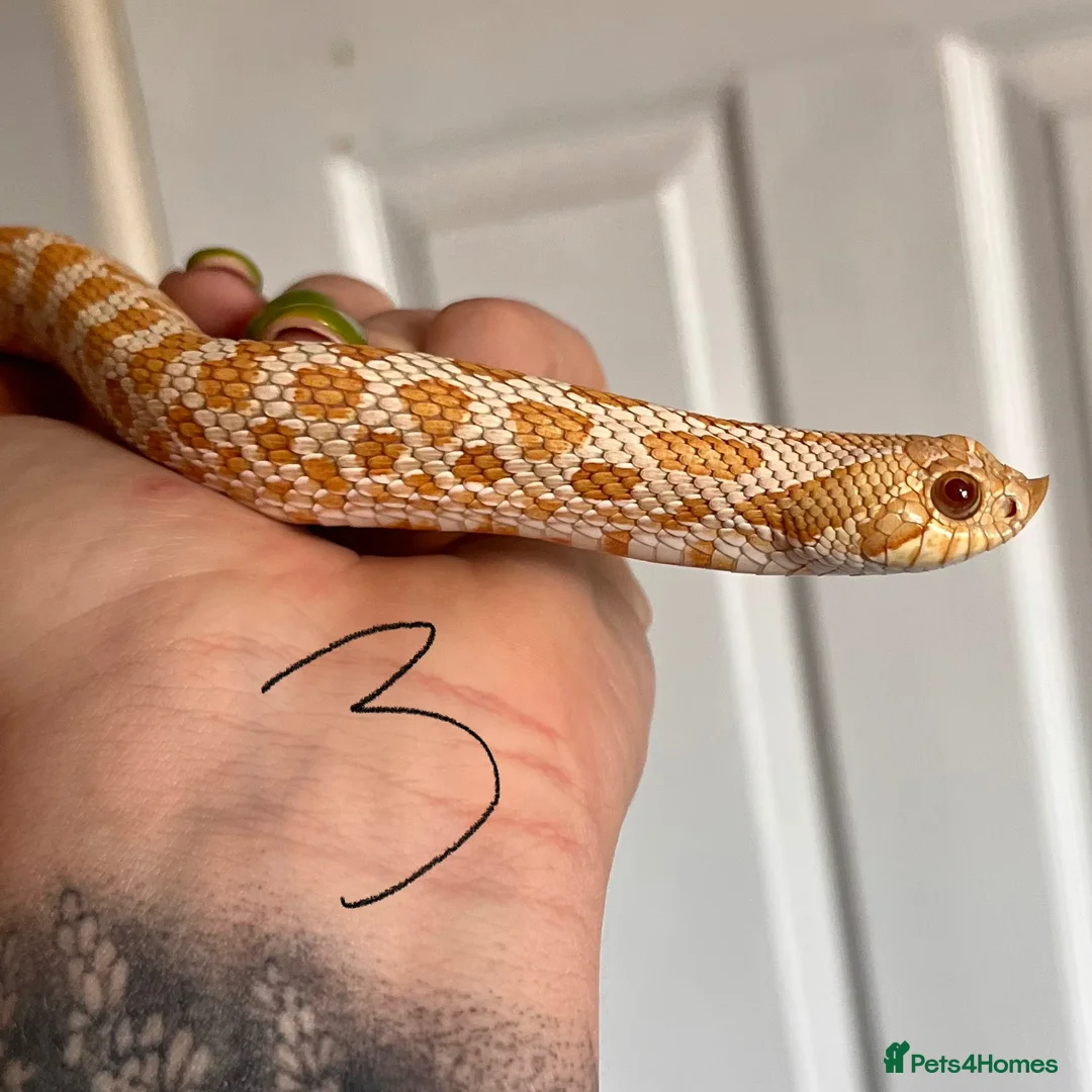Snake reptiles for sale: Snakes for sale - hognose, milksnake, bullsnake - Advert 1
