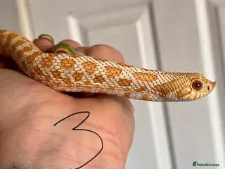 Snake reptiles Snakes for sale - hognose, milksnake, bullsnake - Advert 15