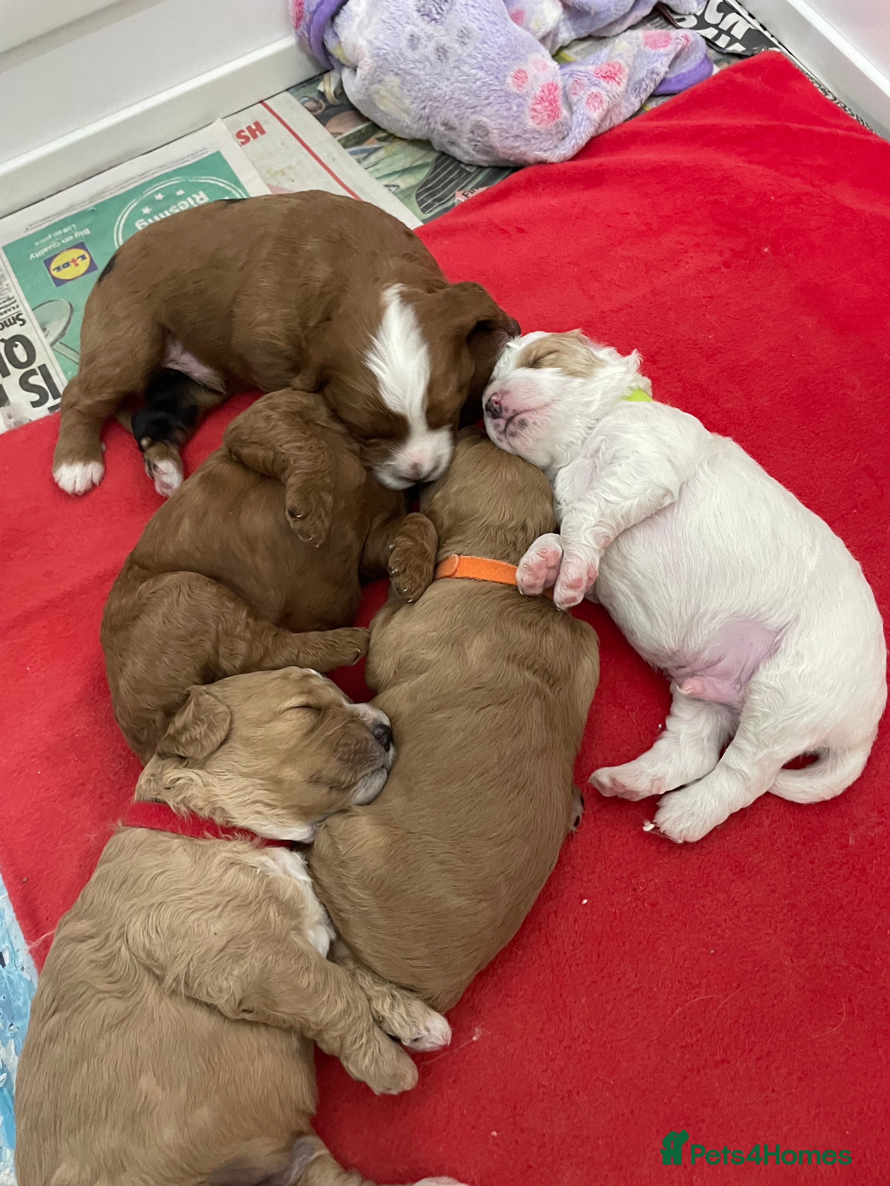 Cavapoo dogs 4 gorgeous cavapoo puppies - Advert 17