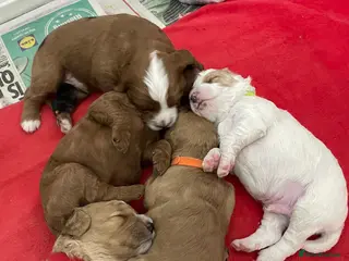 Cavapoo dogs 4 gorgeous cavapoo puppies - Advert 17