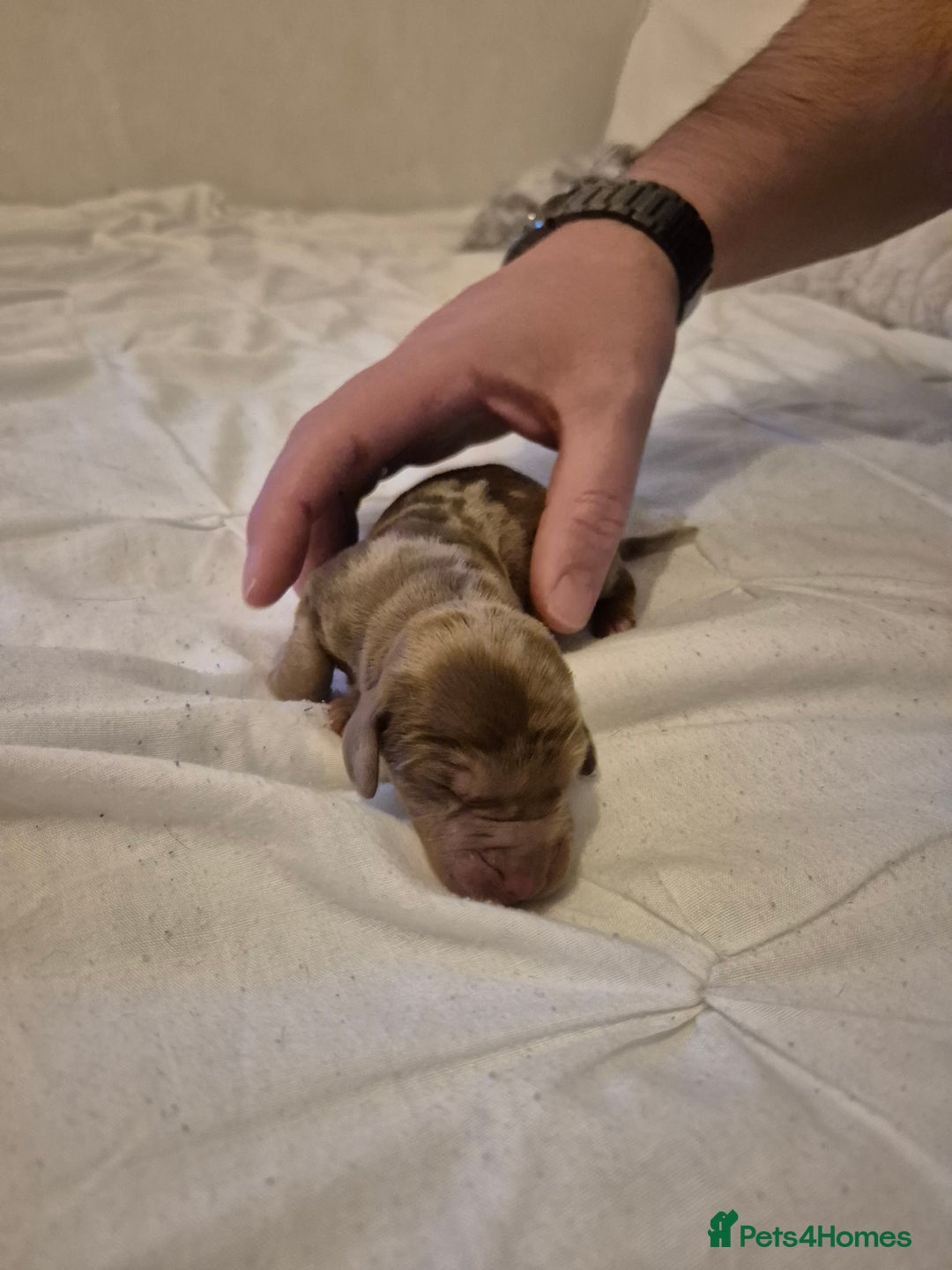 Miniature Dachshund dogs for sale: 🐶 Stunning Miniature Dachshunds ❤️ - Advert 11