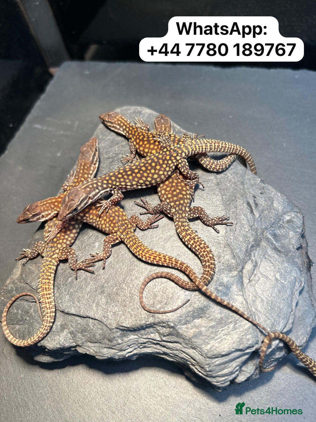 Monitor reptiles for sale: 🦎 Pure Red Ackie Monitors - Image 2
