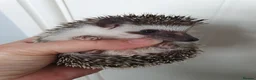 Pygmy Hedgehog rodents for sale: Full pedigree African pygmy hedgehog babies  - Advert 14
