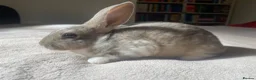 Rex rabbits for sale: Stunning Mini Rex Babies + Standard Rex Does in Spalding - Advert 4