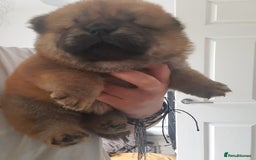 Chow Chow dogs for sale: Chow chow puppies for sale - Image 13