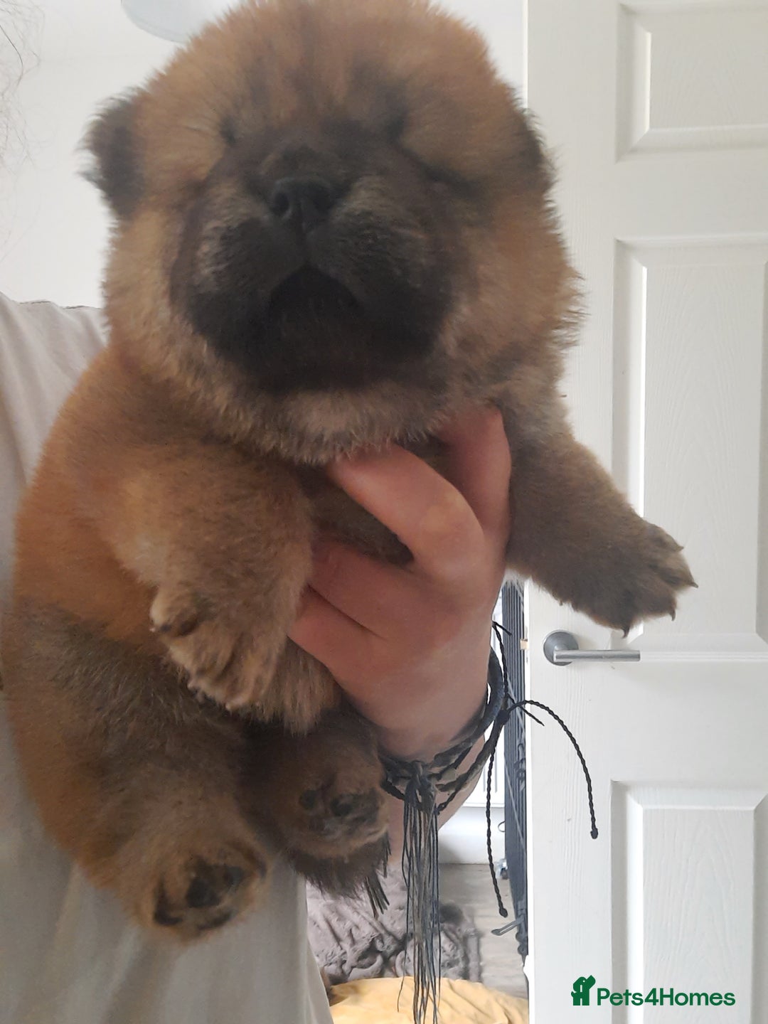 Chow Chow dogs for sale: Chow chow puppies for sale - Image 13