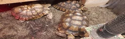 Tortoise reptiles for sale: Trio of sulcata tortoises  - Advert 1