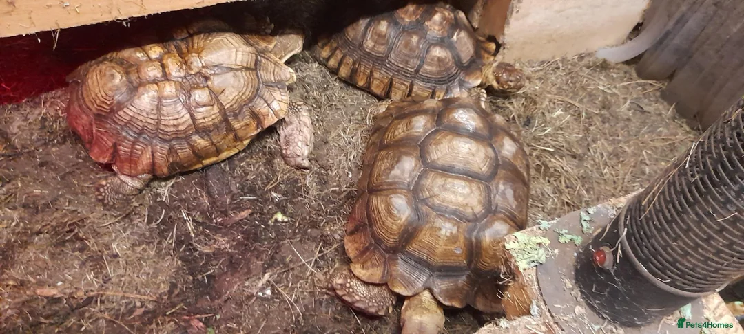Tortoise reptiles for sale: Trio of sulcata tortoises  - Advert 1
