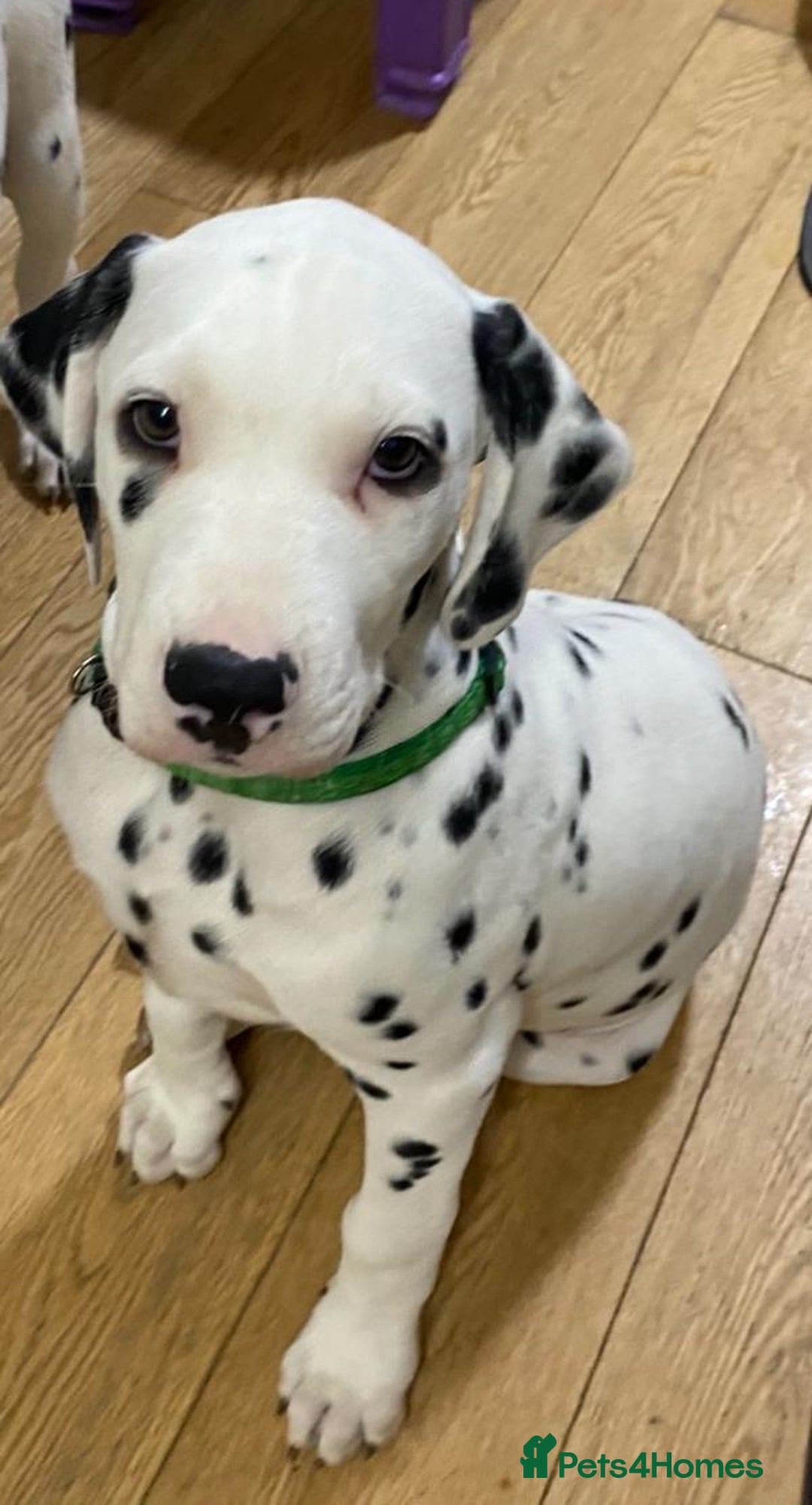 Dalmatian dogs for sale: Dalmațian puppies dogs for sale  - Advert 4