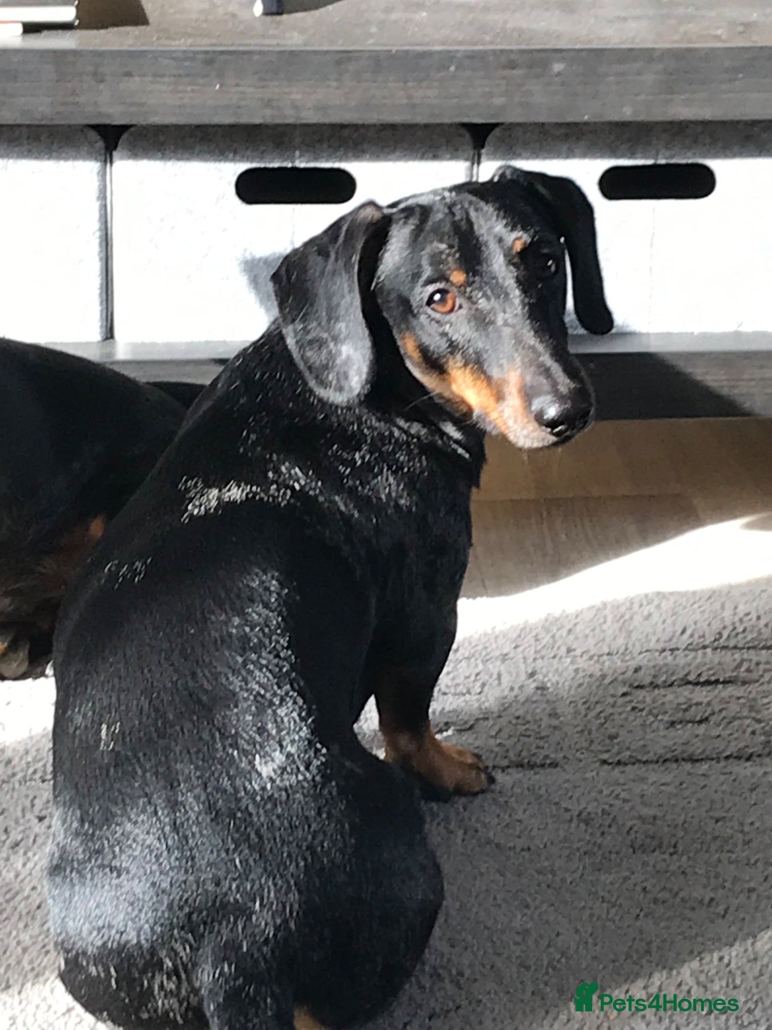 Dachshund dogs 6 YEAR OLD MALE - Advert 9