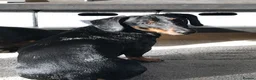 Dachshund dogs for sale: 6 YEAR OLD MALE - Advert 1