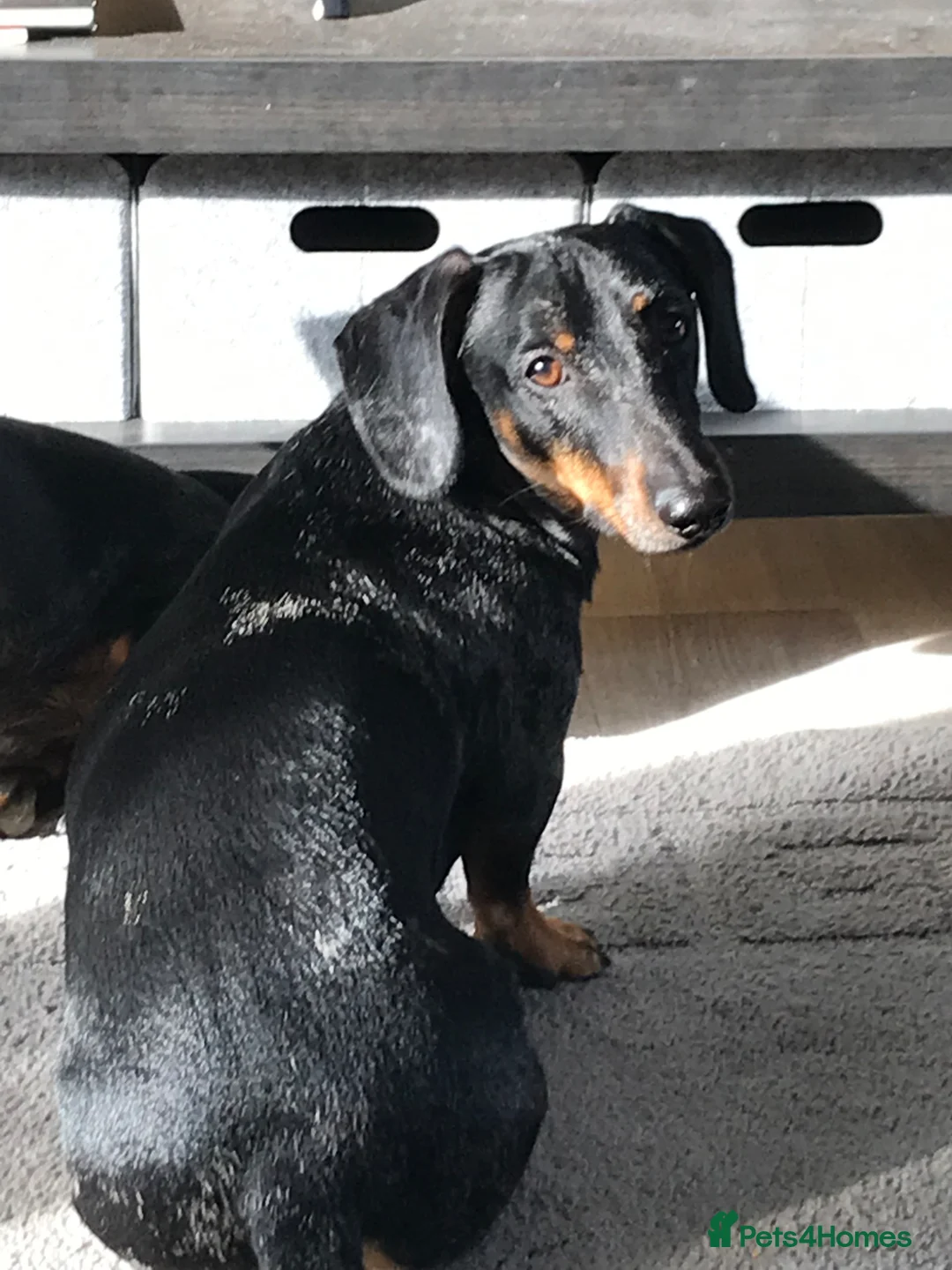 Dachshund dogs for sale: 6 YEAR OLD MALE - Advert 1