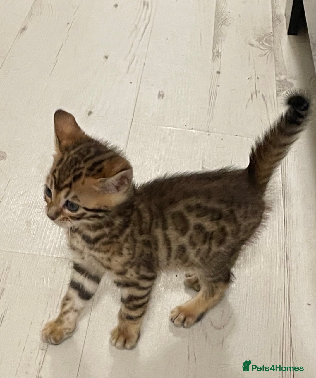 Bengal cats for sale: Bengal kittens - Advert 8