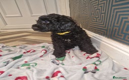 Cockapoo dogs for sale: F2 cockapoo puppies - Image 21