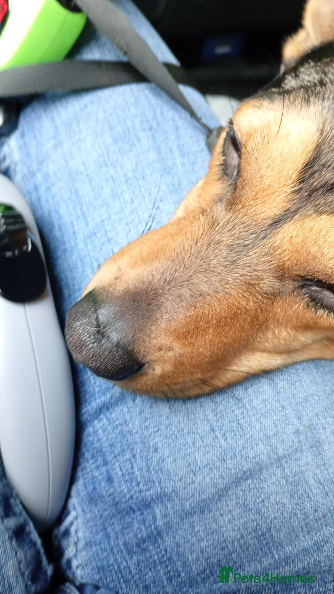 Jackshund dogs for sale: Rocco the Jackshund - Advert 6