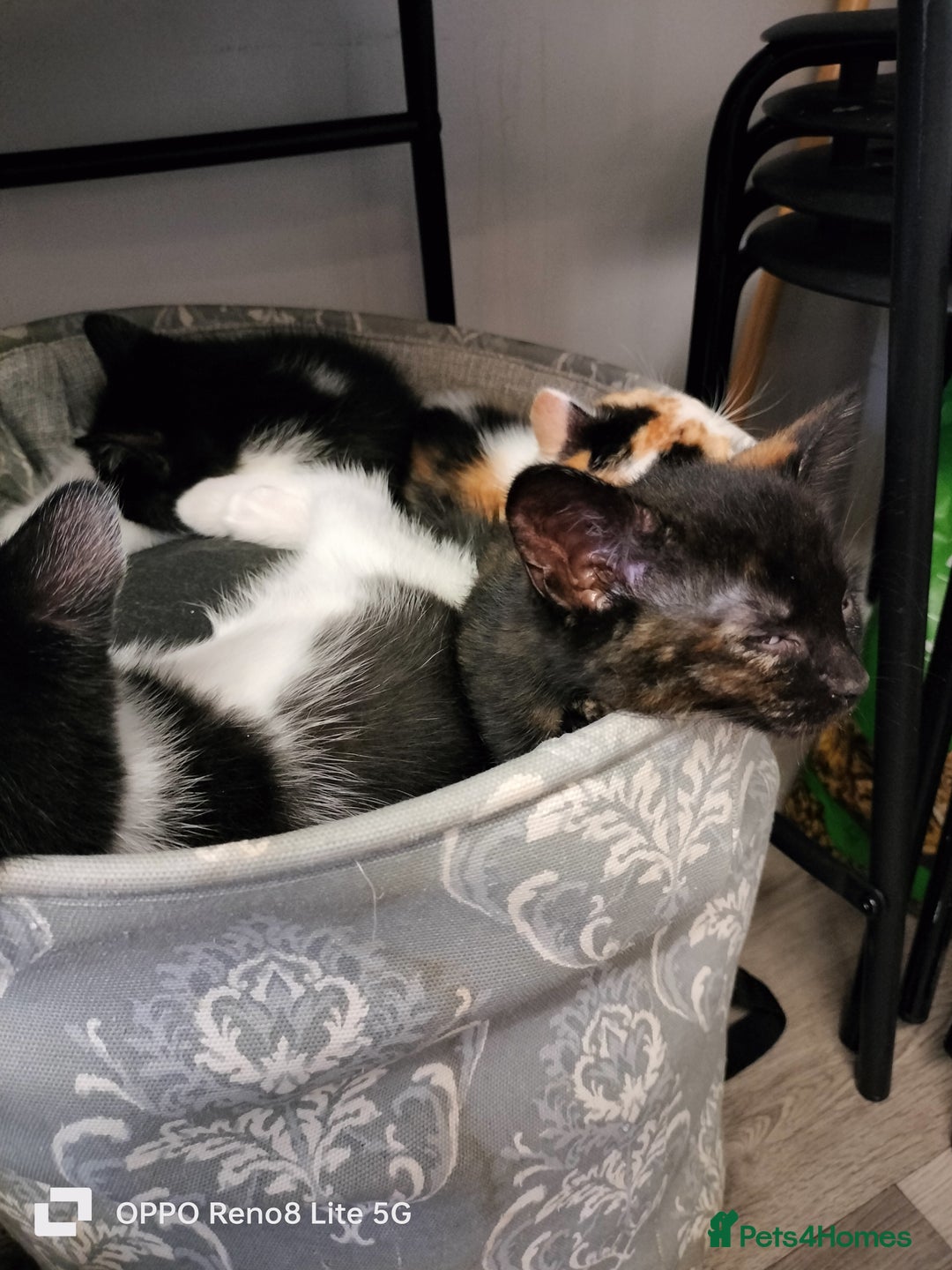 Domestic Shorthair cats for sale: Kittens  - Advert 10